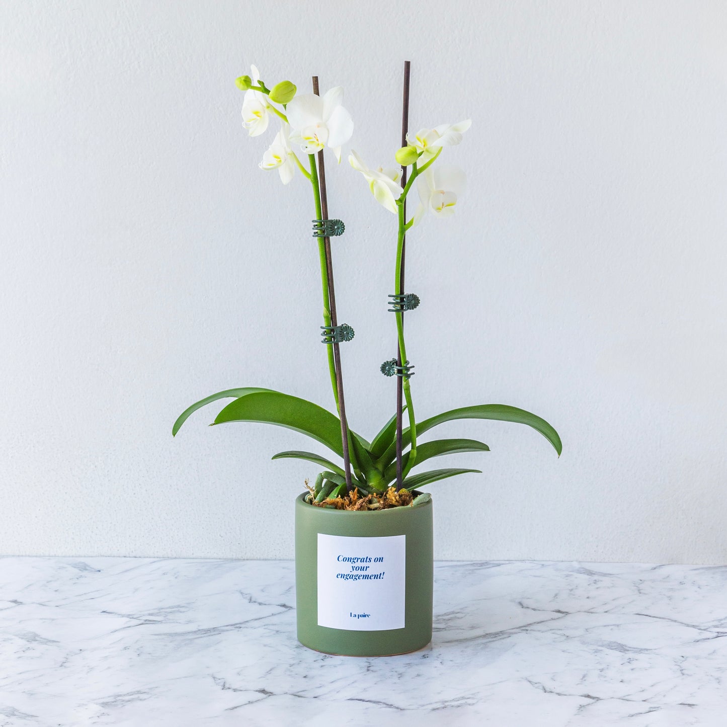 White Orchid Plant