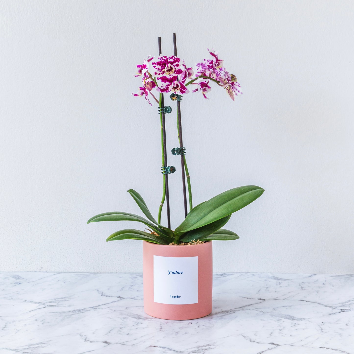 Pink Orchid Plant Lucky Dip