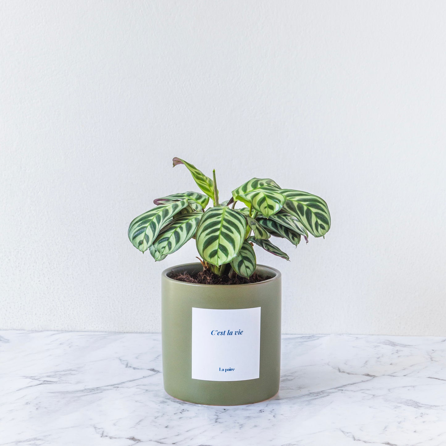 Ctenanthe Burle-marxii Plant