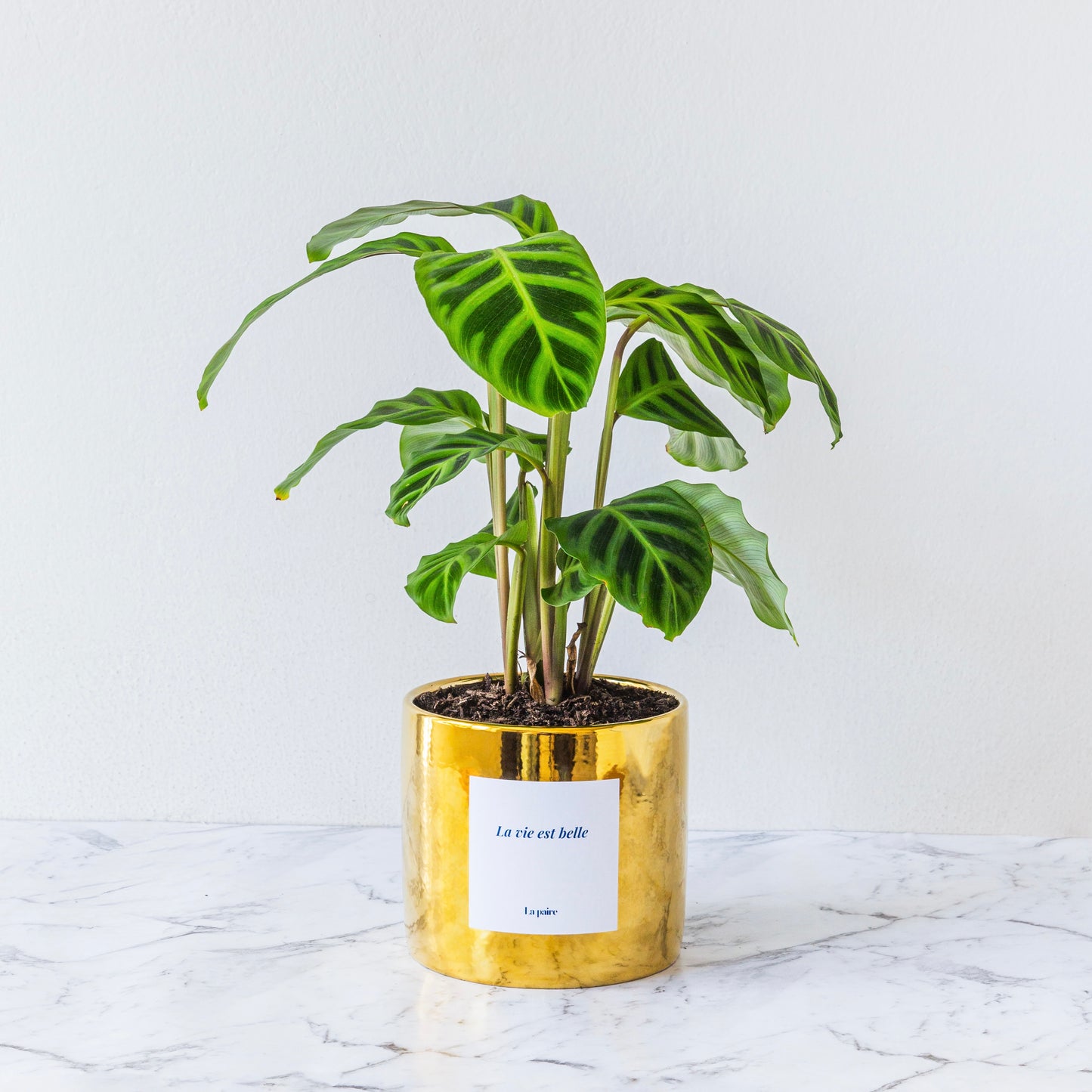 Calathea Zebrina Plant