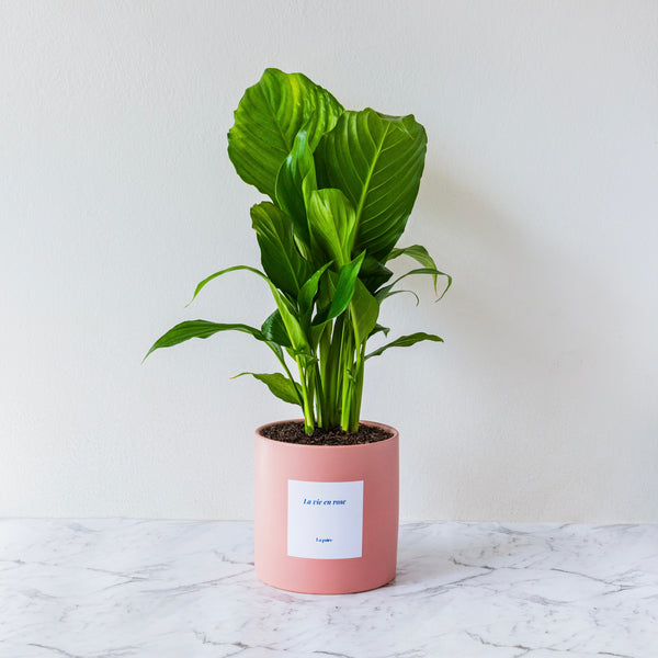 Large Peace Lily Plant