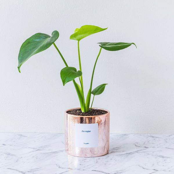 Monstera Deliciosa Plant